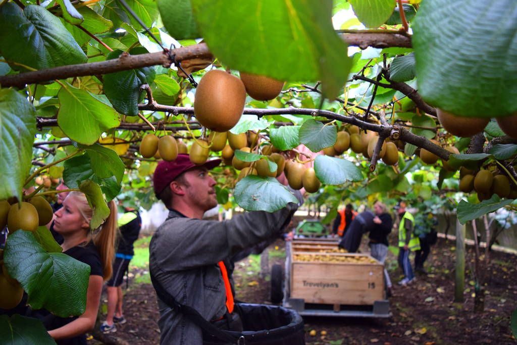 Kiwifruit_Picking_Work_NZ_optimized.jpg