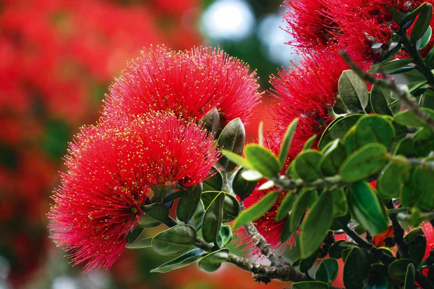 Wanderlust_NZ_Pohutukawa_Tauranga_Backpackers_Hostel.jpg