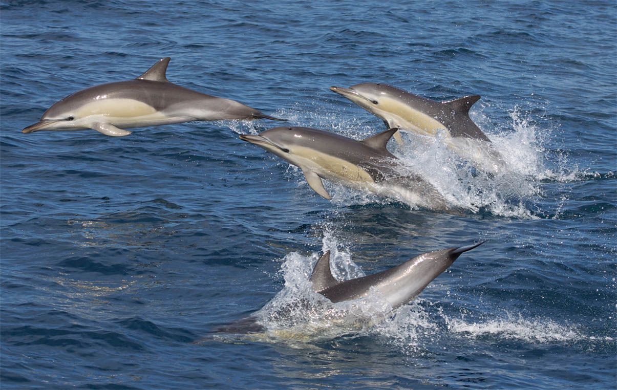 Dolphin_leap4.jpg