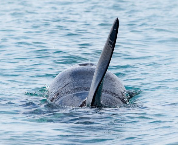 orcas_in_tauranga_harbour_WanderlustNZ_Hostel_Accommodation.jpg