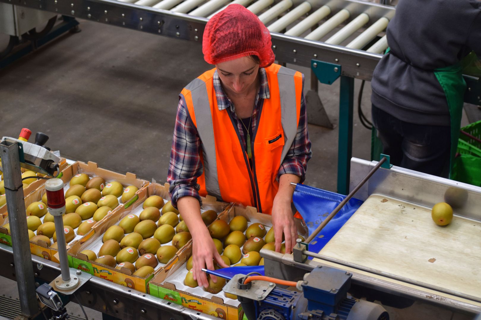 Kiwifruit_Packhouse_Backpacker.jpg