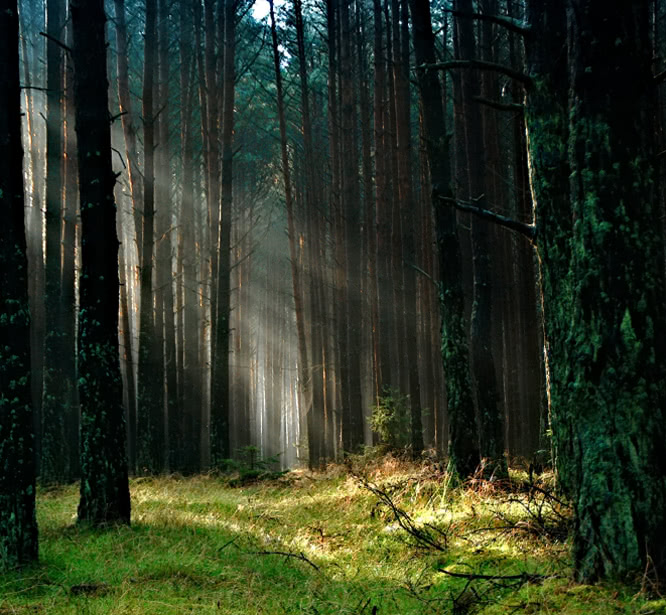 Sunbeams through tall trees in a forest