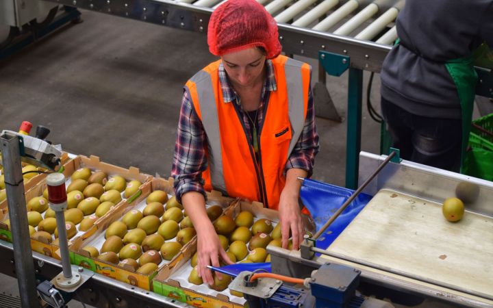 Kiwifruit Packhouse Backpacker.jpg