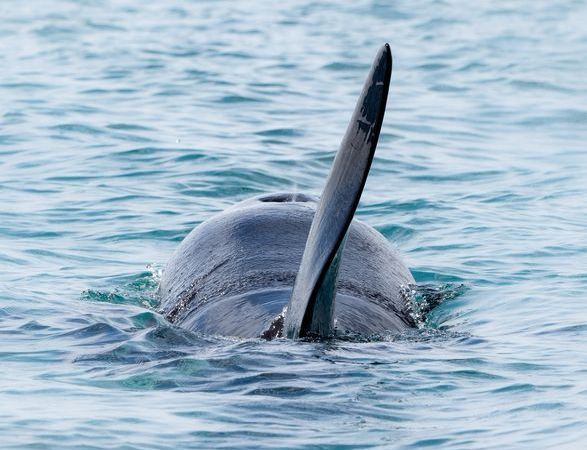 orcas in tauranga harbour_WanderlustNZ Hostel Accommodation.jpg