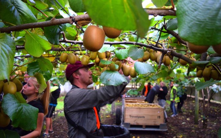 Kiwifruit Picking Work NZ_optimized_Wanderlust NZ