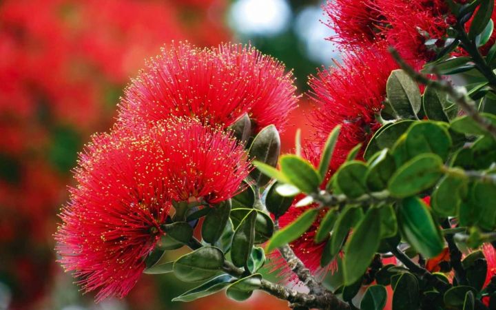 Wanderlust NZ_Pohutukawa_Tauranga Backpackers_Hostel.jpg